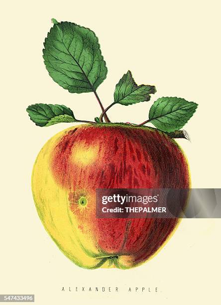 apple illustration 1874 - etching stock illustrations