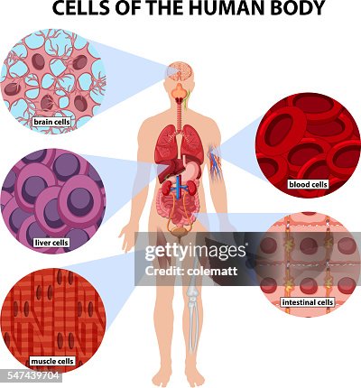 Normal Body Cells Cells Of The Human Body High-Res Vector Graphic - Getty Images