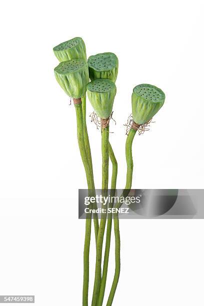 lotus seed pod - aquatic plant stock pictures, royalty-free photos & images