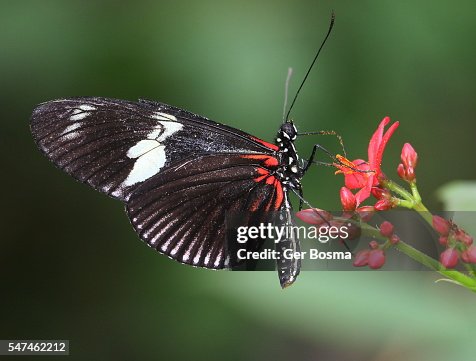 Doris Longwing (Heliconius doris) Doris Longwing (Heliconius doris)
