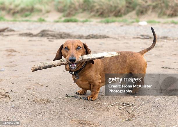 dachshund and his stick - tax bildbanksfoton och bilder