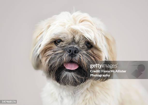 shih tzu dog face pet portrait - shih tzu stock pictures, royalty-free photos & images