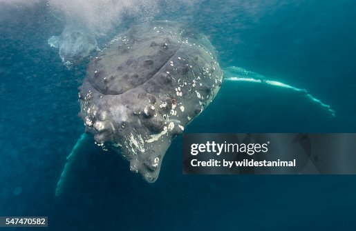 Big Mum Very Small Calf