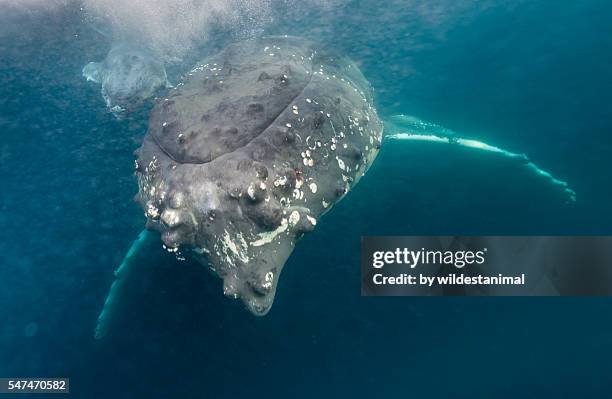 big mum very small calf - photos of humpback whales stock pictures, royalty-free photos & images