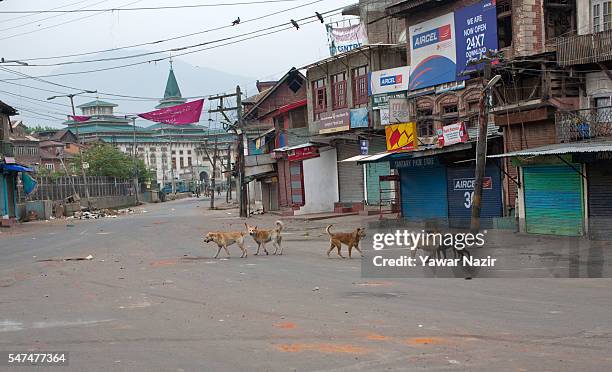 Stray dogs search food as Indian government forces guard the deserted main road during a curfew following violence that has left over 36 people dead...