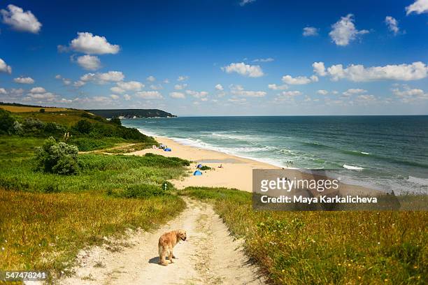 dog walking towards a wild beach, black sea - bulgaria stock-fotos und bilder