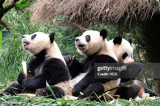 Giant panda triplets Mengmeng, Shuaishuai and Kuku eat bamboo shoots at Chimelong Safari Park on July 14, 2016 in Guangzhou, Guangdong Province of...