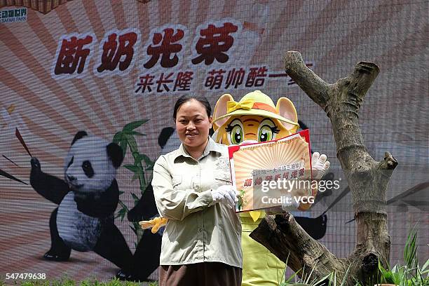 Feeder presents a certification awarded to giant panda triplets Mengmeng, Shuaishuai and Kuku as they are weaned from milk at Chimelong Safari Park...