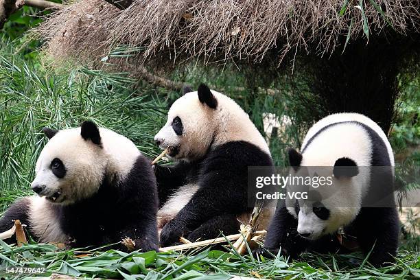 Giant panda triplets Mengmeng, Shuaishuai and Kuku eat bamboo shoots at Chimelong Safari Park on July 14, 2016 in Guangzhou, Guangdong Province of...