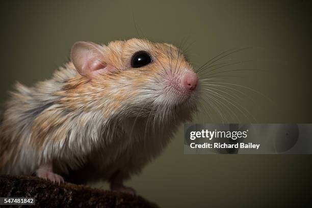 fat tailed gerbil - gerbil stock pictures, royalty-free photos & images