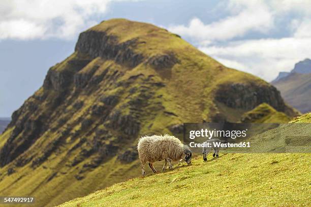 uk, scotland, isle of skye, quiraing, sheep on meadow - insel skye stock-fotos und bilder