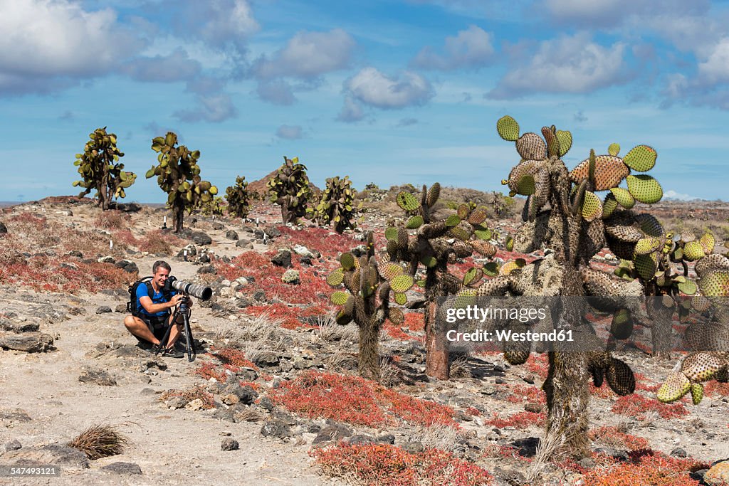 Ecuador, Galapagos Islands, Plaza Sur, man photographing Opuntia echios