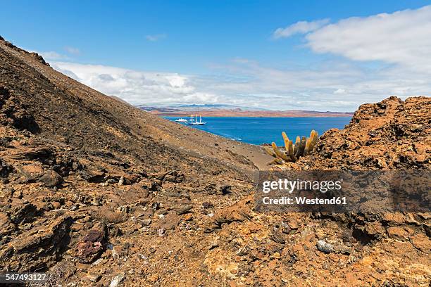 ecuador, galapagos islands, bartolome, volcanic landscape with lava cactus - lava cacti brachycereus nesioticus stock pictures, royalty-free photos & images