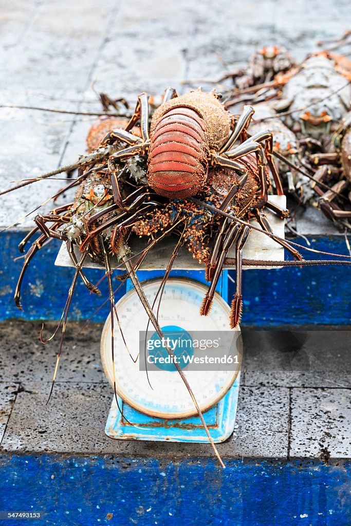 Ecuador, Galapagos Islands, Santa Cruz, Puerto Ayora, lobster on scale at fish market