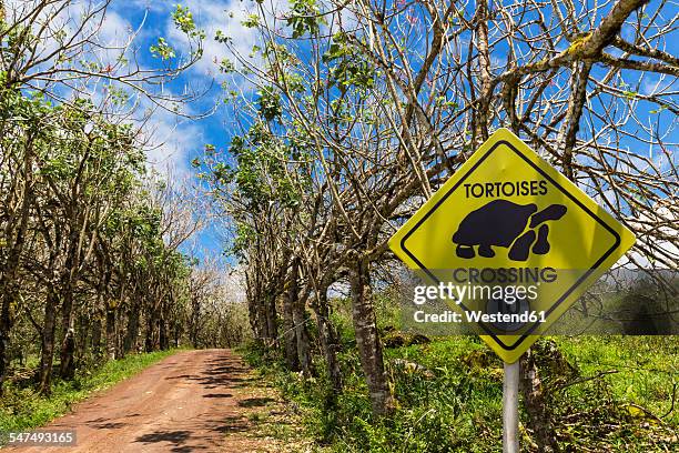 ecuador, galapagos islands, santa cruz, speed limit sign at treelined road - ilha de santa cruz ilhas galápagos imagens e fotografias de stock