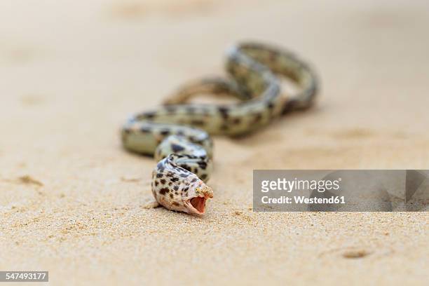 ecuador, galapagos islands, floreana, tiger snake eel on beach - snake mouth open stock pictures, royalty-free photos & images