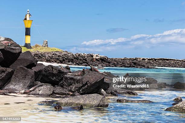 ecuador, galapagos islands, espanola, coast with galapagos sea lion and marine iguanas - marine iguana fotografías e imágenes de stock