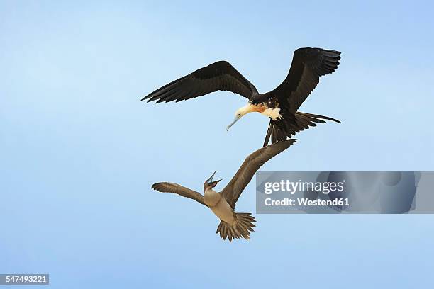 ecuador, galapagos islands, genovesa, flying great frigatebird and nazca booby quarreling - sula vogelgattung stock-fotos und bilder