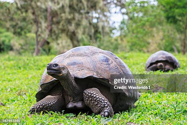 ecuador, galapagos islands, galapagos tortoises on a meadow - galapagos giant tortoise stock-fotos und bilder