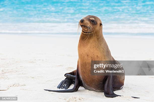 ecuador, galapagos islands, espanola, gardner bay, sea lion on sandy beach at seafront - zalophus californianus imagens e fotografias de stock