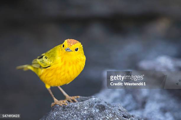 ecuador, galapagos islands, santiago, yellow warbler - chipe amarillo fotografías e imágenes de stock
