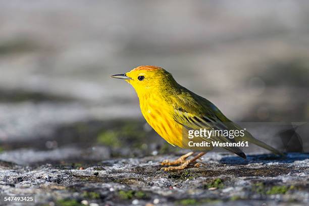 ecuador, galapagos islands, santiago, yellow warbler - chipe amarillo fotografías e imágenes de stock