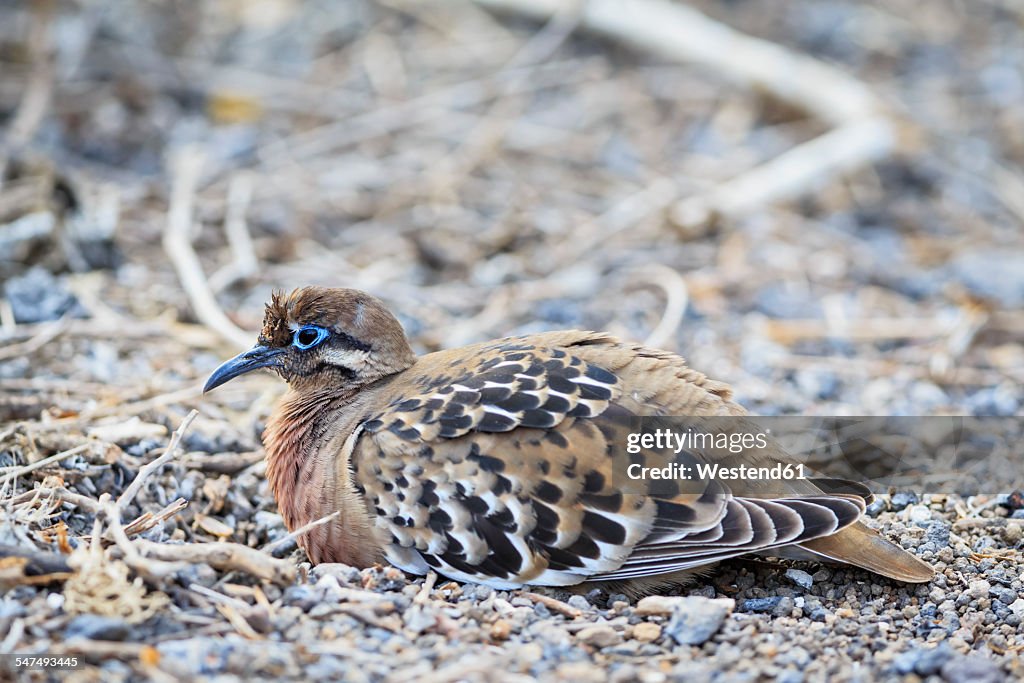 Ecuador, Galapagos Islands, Genovesa, Darwin Bay, Galapagos dove