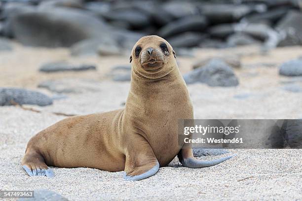 ecuador, galapagos islands, seymour norte, young sea lion on sandy beach - lion de mer photos et images de collection