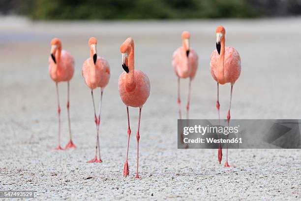 ecuador, galapagos islands, floreana, punta cormorant, five pink flamingos walking in a lagoon - flamingos ストックフォトと画像