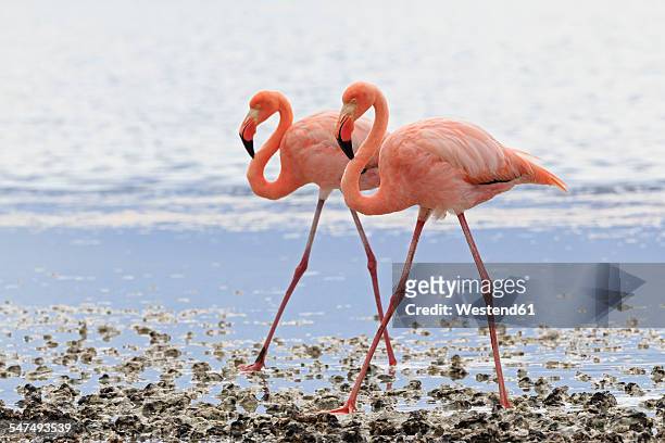 ecuador, galapagos islands, floreana, punta cormorant, two pink flamingos walking side by side in a lagoon - flamingo stock pictures, royalty-free photos & images
