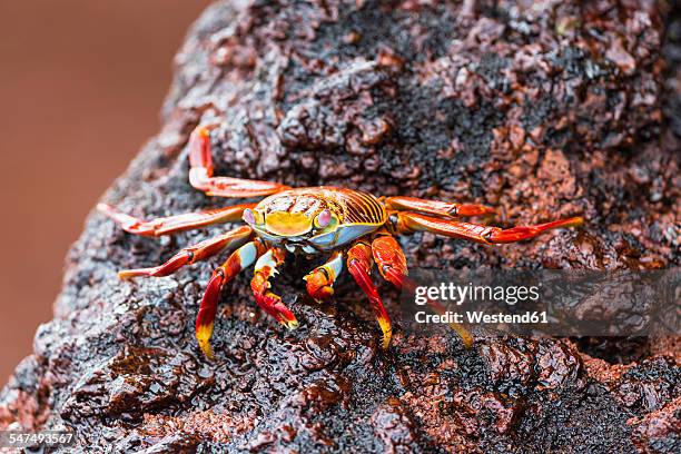 ecuador, galapagos islands, rabida, red rock crab - galapagos stock pictures, royalty-free photos & images