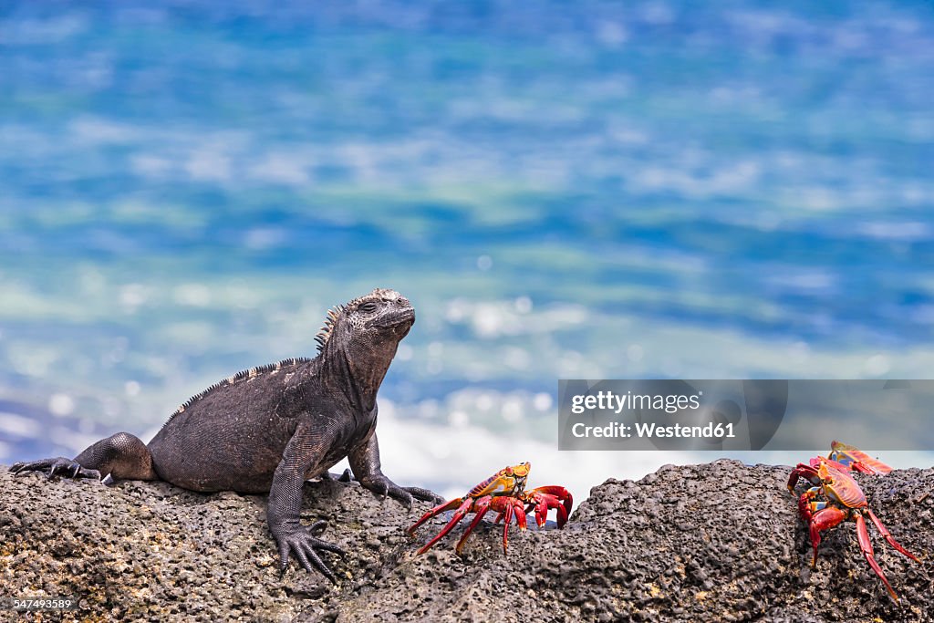 Ecuador, Galapagos Islands, Santa Cruz, Marine iguana, Amblyrhynchus cristatus, and red rock crabs, Grapsus grapsus