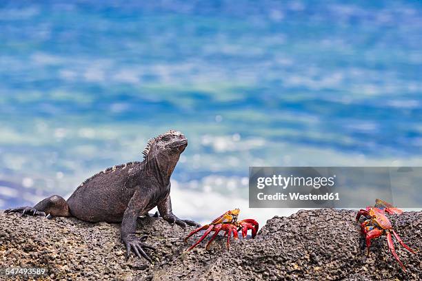 ecuador, galapagos islands, santa cruz, marine iguana, amblyrhynchus cristatus, and red rock crabs, grapsus grapsus - galapagosinseln stock-fotos und bilder