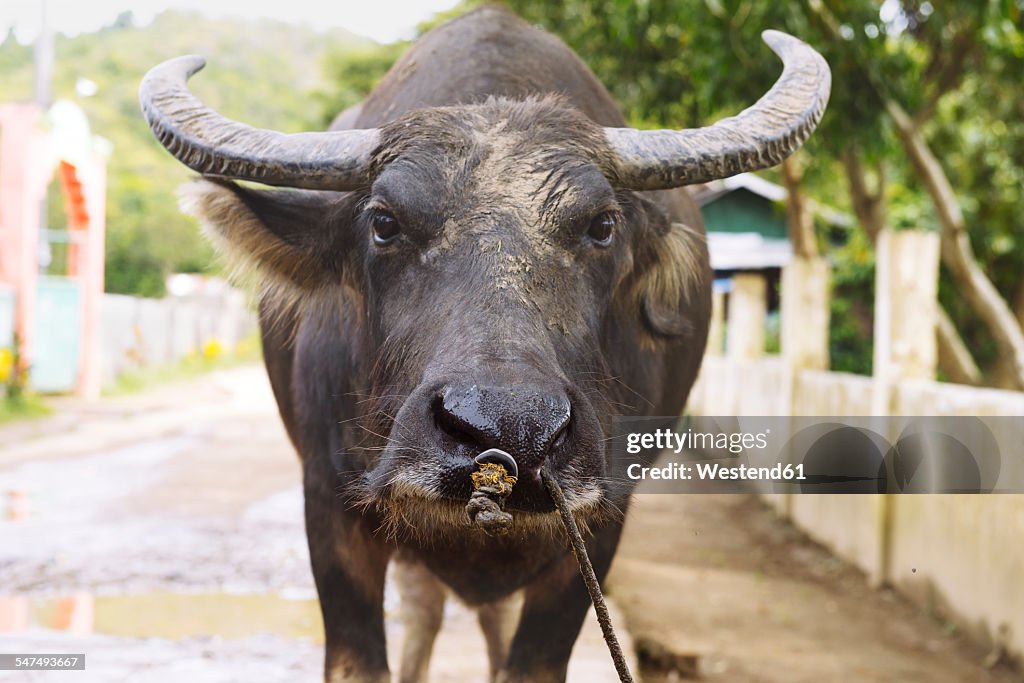 Philippines, Palawan, El Nido, water buffalo on the street