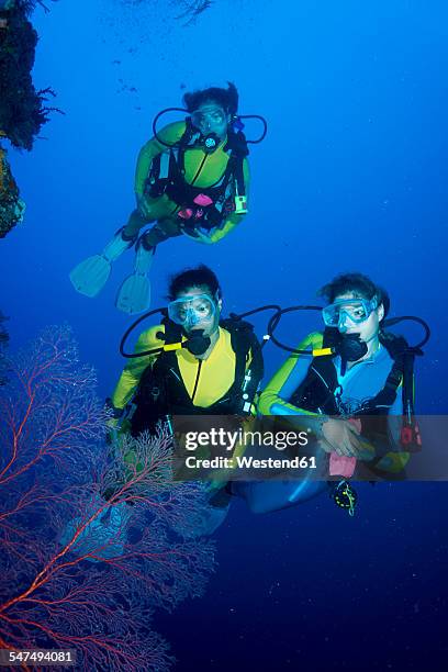 pacific ocean, palau, scuba divers at steep face - scuba diving girl 個照片及圖片檔