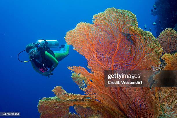 pacific ocean, palau, scuba diver in coral reef with giant fan coral - scuba diving girl 個照片及圖片檔