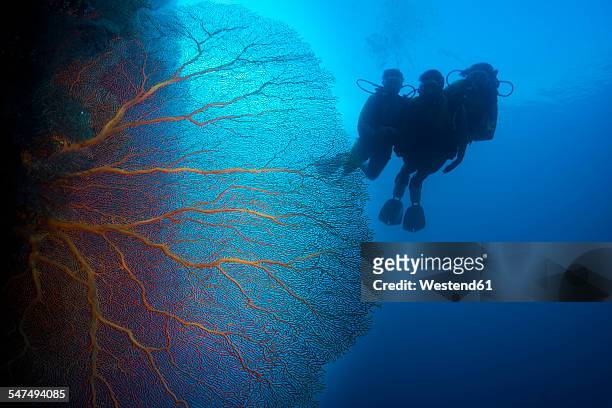 pacific ocean, palau, scuba divers in coral reef with giant fan coral - hoornkoraal stockfoto's en -beelden