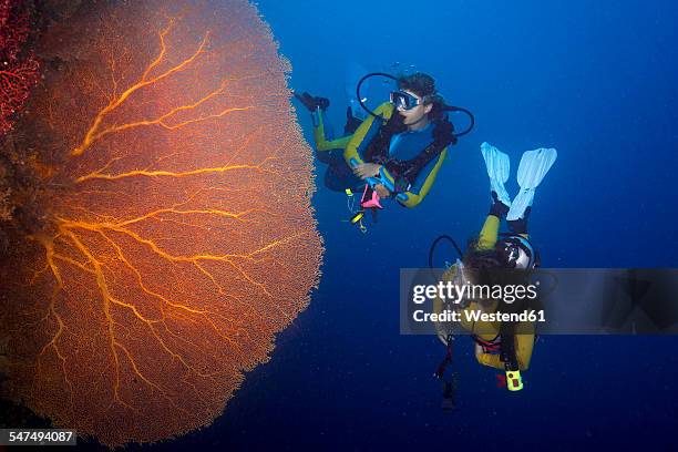 pacific ocean, palau, scuba divers in coral reef with giant fan coral - scuba diving girl stockfoto's en -beelden