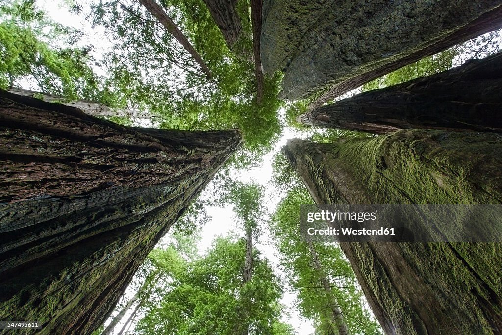 USA, California, Redwood National Park, Sequoia trees