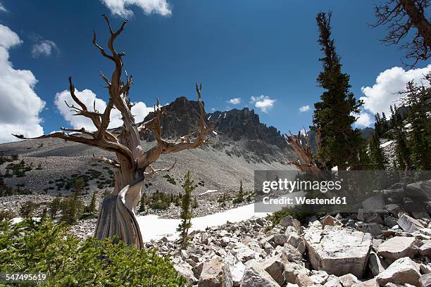 usa, nevada, great basin national park, bristlecone pine - great basin photos et images de collection