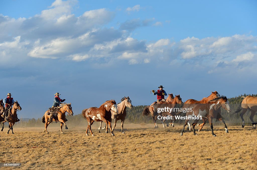 USA, Wyoming, cowboys and cowgirl herding horses in wilderness