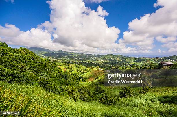 caribbean, grenadines, st. vincent, mesopotamia valley - st vincent stock pictures, royalty-free photos & images