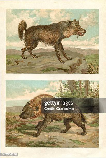 bildbanksillustrationer, clip art samt tecknat material och ikoner med engraving spotted and striped hyena in africa - hyena