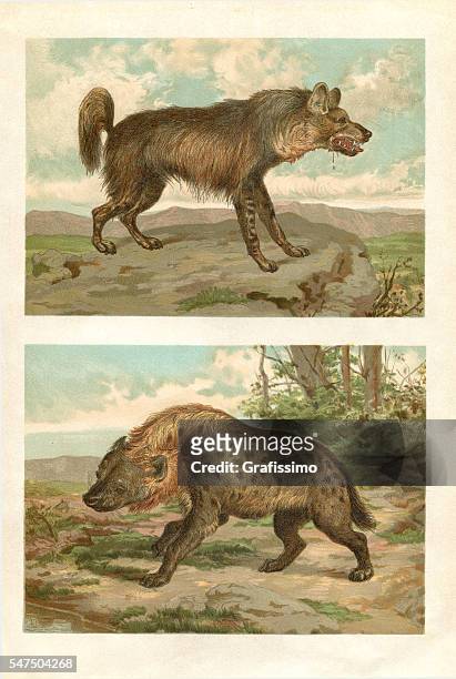 engraving spotted and striped hyena in africa - hyena stock illustrations