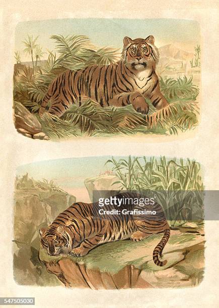 bengal king tiger engraving 1880 - tiger stock illustrations