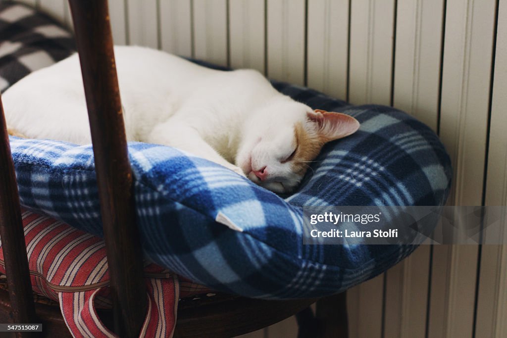 White cat sleeping on cushion on chair