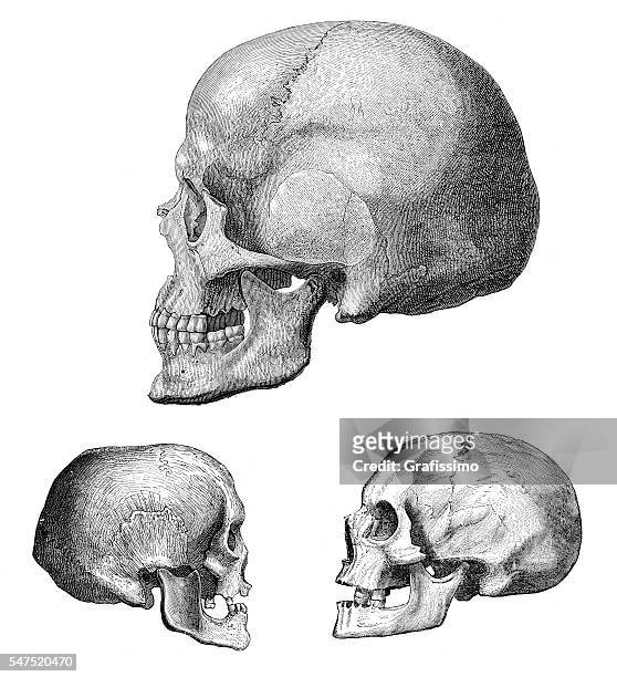 stockillustraties, clipart, cartoons en iconen met different human skull of cro-magnon 1880 - caveman