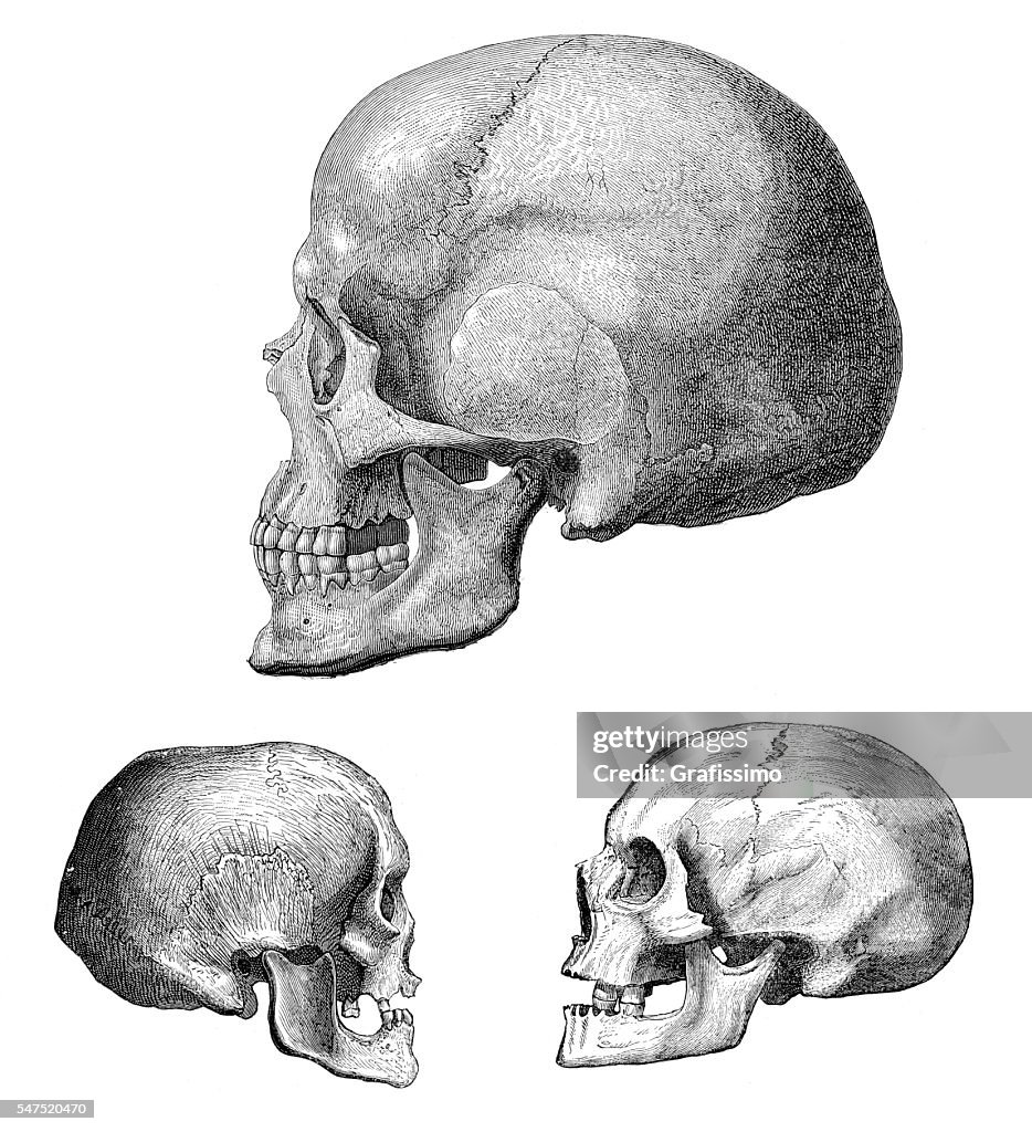 Different human skull of Cro-Magnon 1880