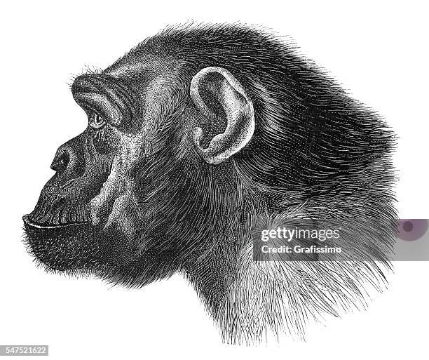 bildbanksillustrationer, clip art samt tecknat material och ikoner med chimpanzee tschego portrait engraving 1880 - apa