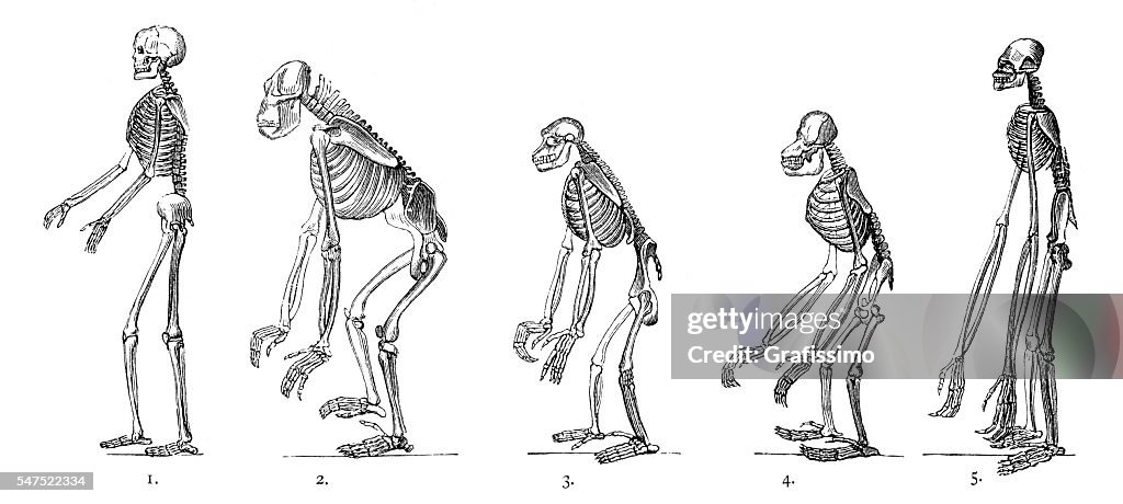 Comparison between human and ape skeleton engraving